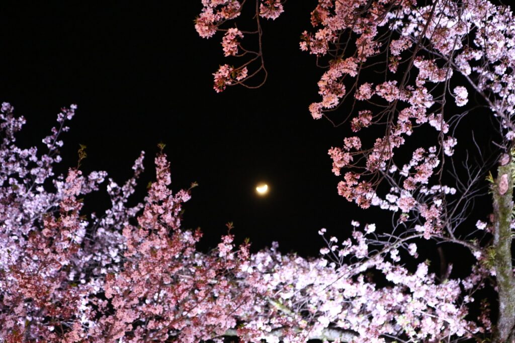 河津夜桜送迎バスプラン販売開始いたしました♪