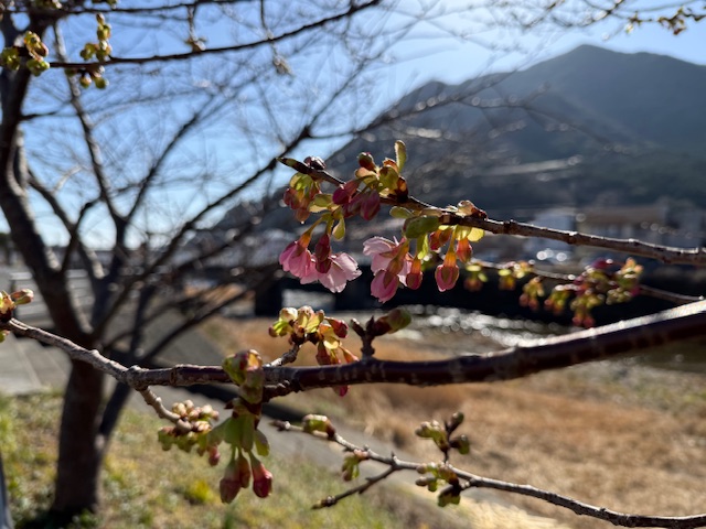河津桜が咲き始めています♪